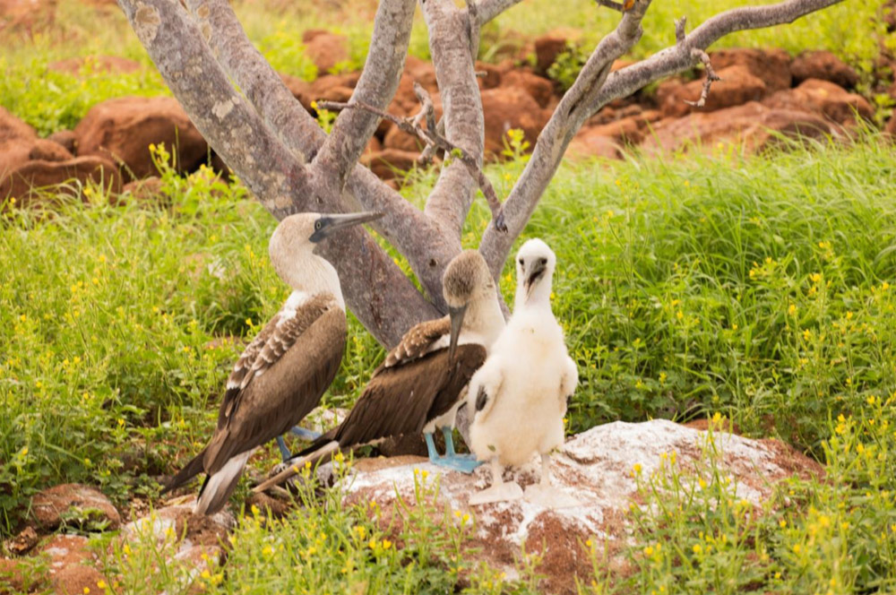 North Seymore, Galapagos Inseln