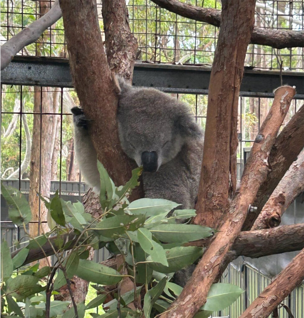 Koala-Krankenhaus