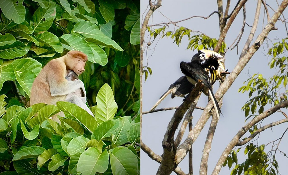 Proboscis monkeys and Oriental Hornbill birds, Kinabatangan River