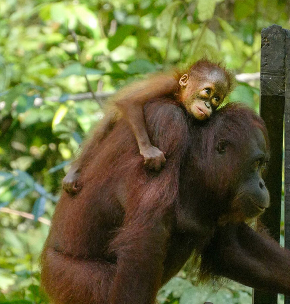 Orang-Utans Sanctuary Sandakan, Borneo