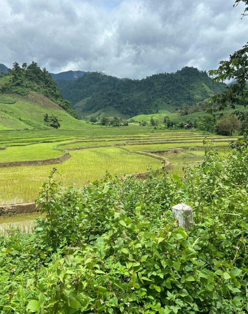 Reisfelder, Laos