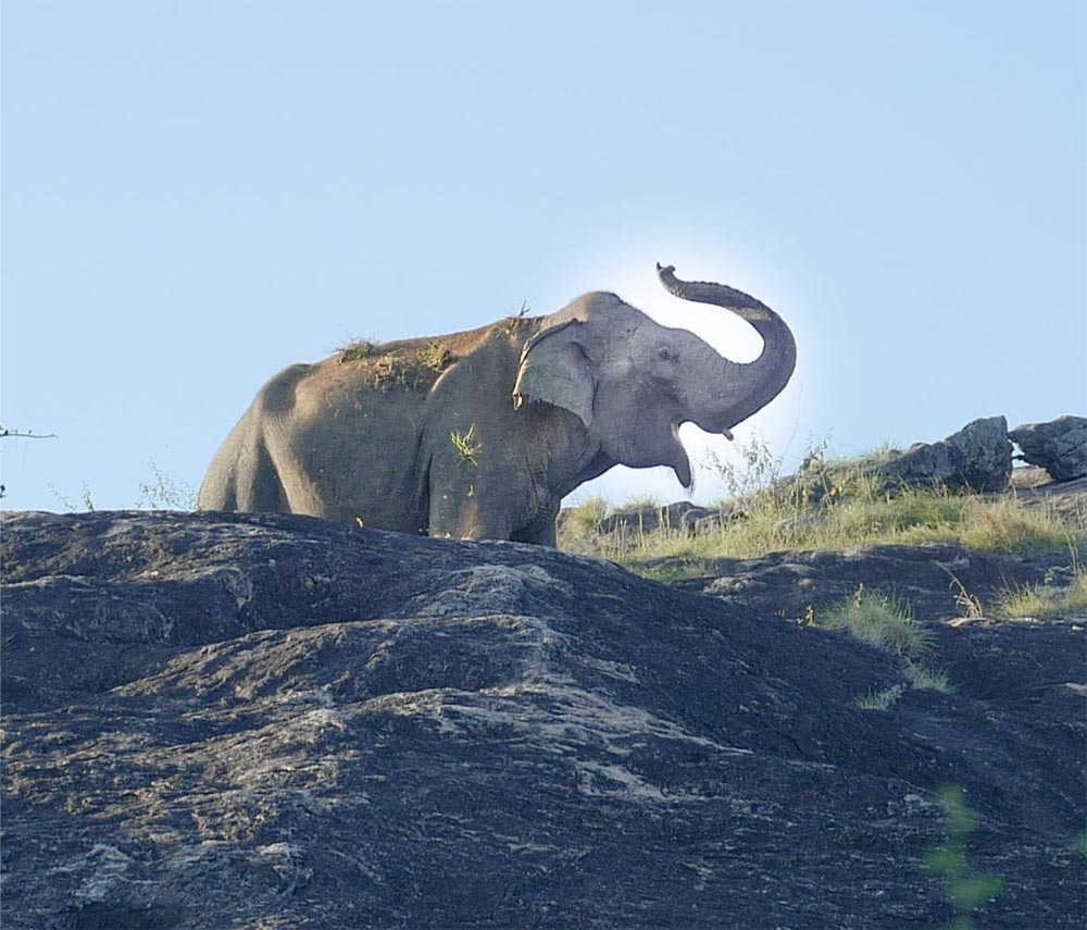 Sri-Lanka Elefant