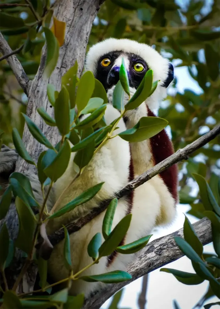 Sifaki Lemur