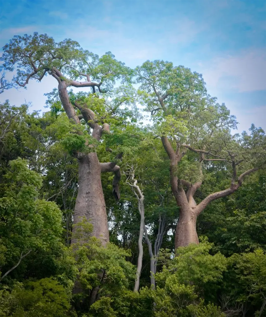 Baobab Bäume