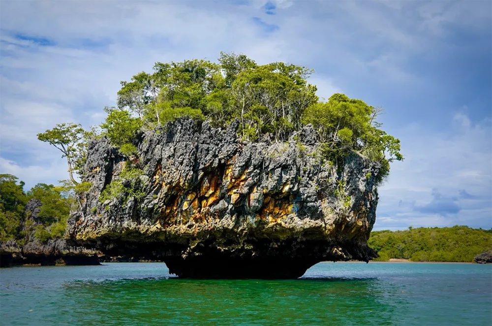 Baobab Bäume