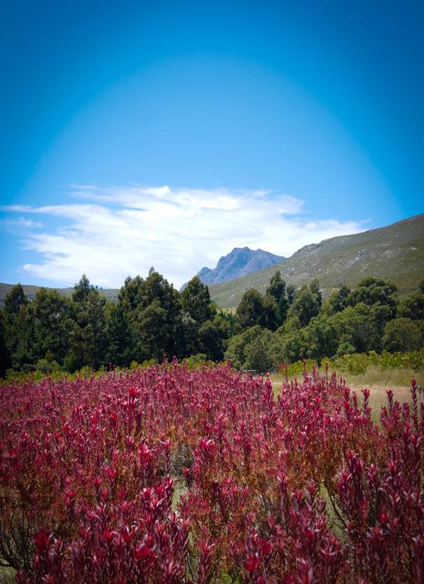Nach den Genüssen der Weinregionen von Stellenbosch, Franschoek und Paarl zieht es uns auch auf die Gartenroute bis nach Knysna.