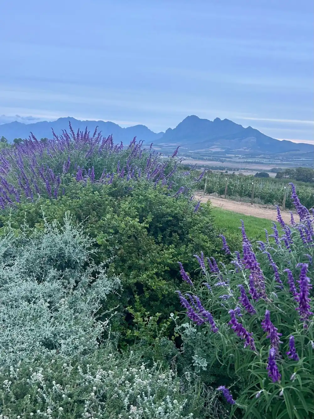 Vriemansfontein Paarl